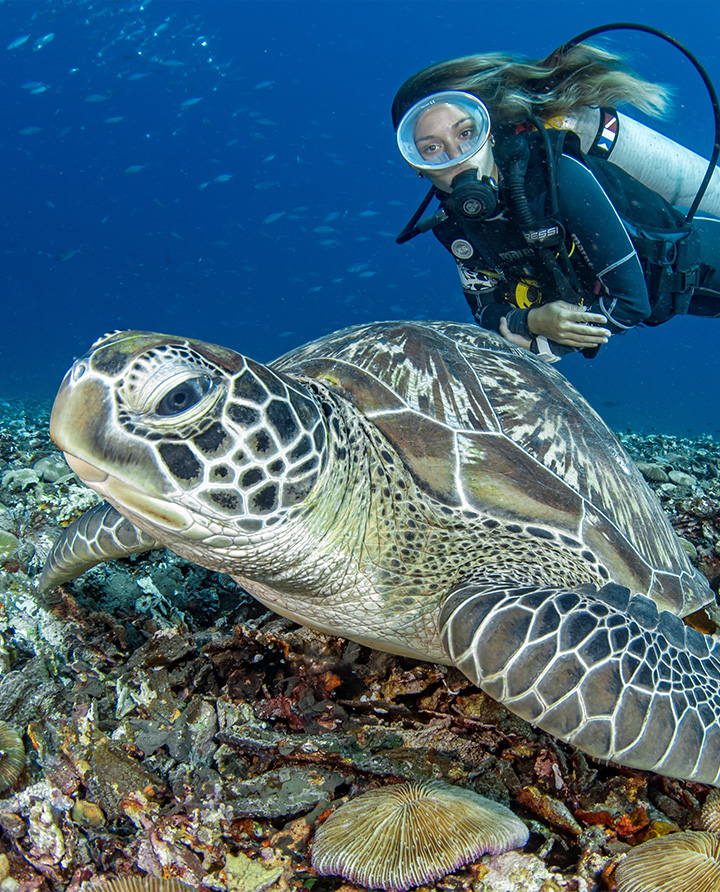 univers marin aux Philippines